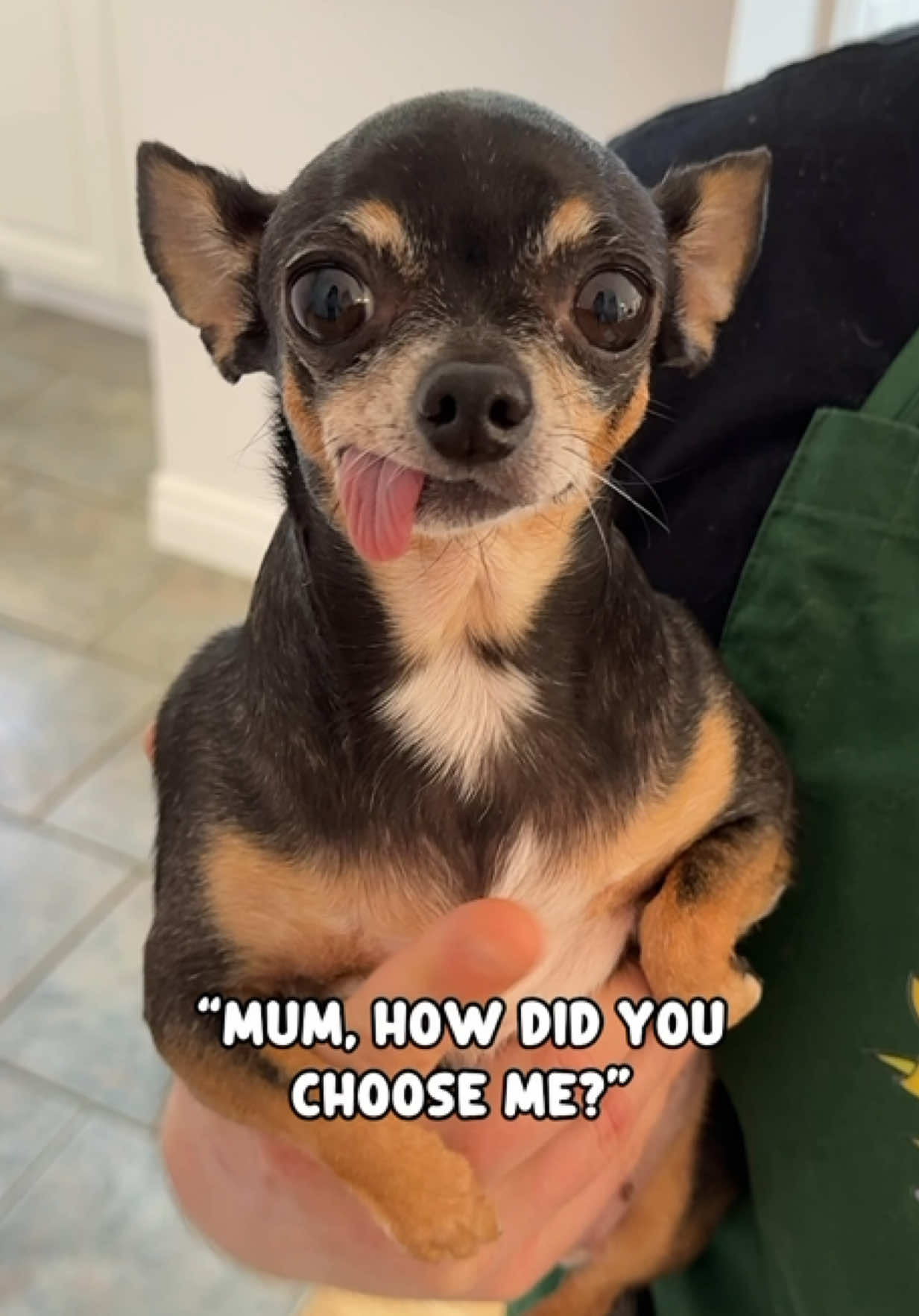 @Tiny Chihuahua Cedric & Maya