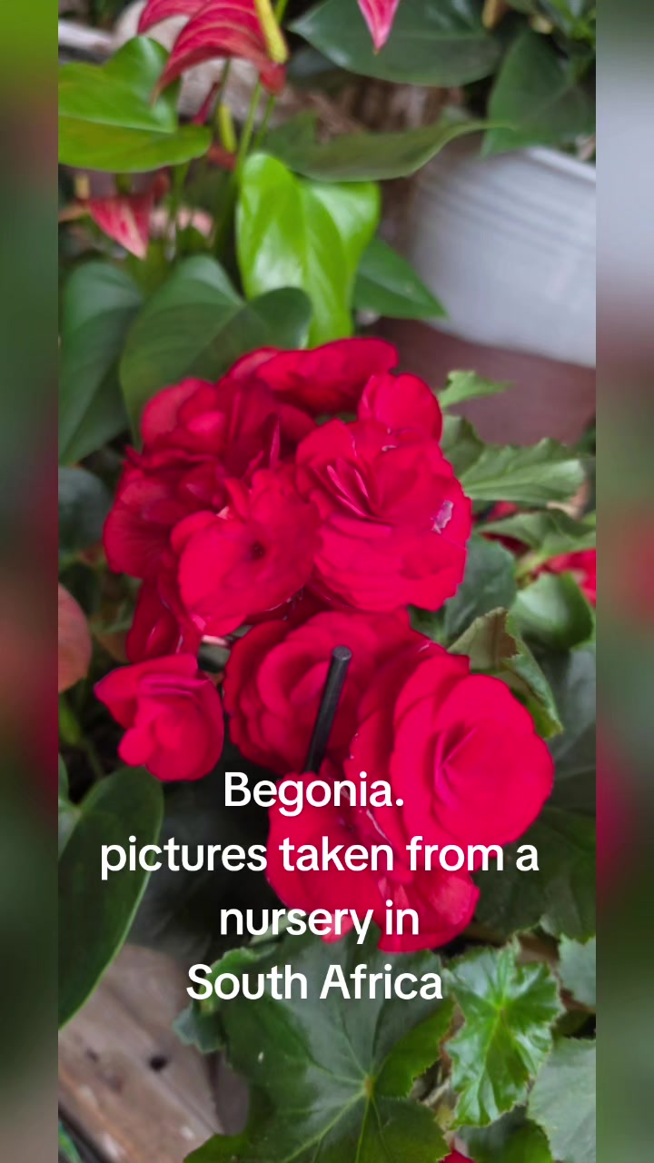 @Mi Flowers❤️