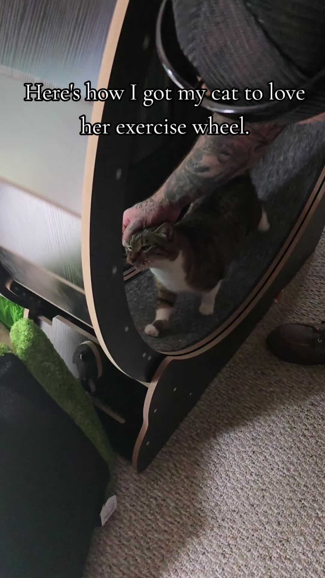 @𝓚𝓪𝓽 𝓦𝓱𝓮𝓮𝓵𝓮𝓻🐈⬛