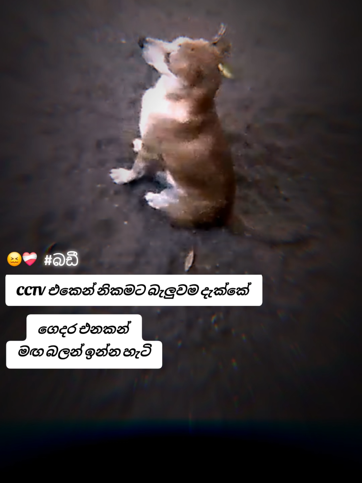 @𝗙𝗔𝗥𝗠 𝗪𝗜𝗡𝗚𝗦