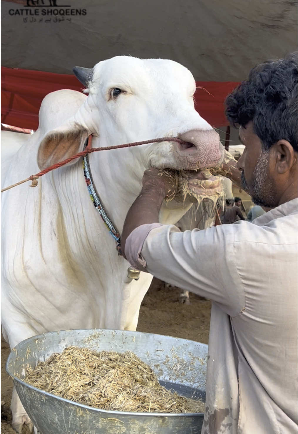 @cow lover😍