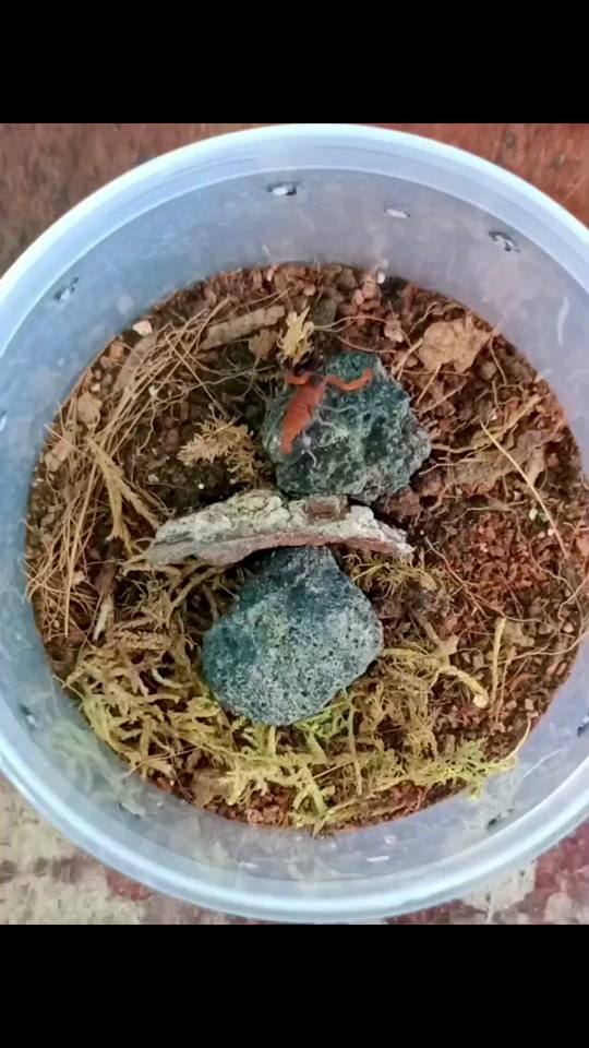 @pgv_arachnids