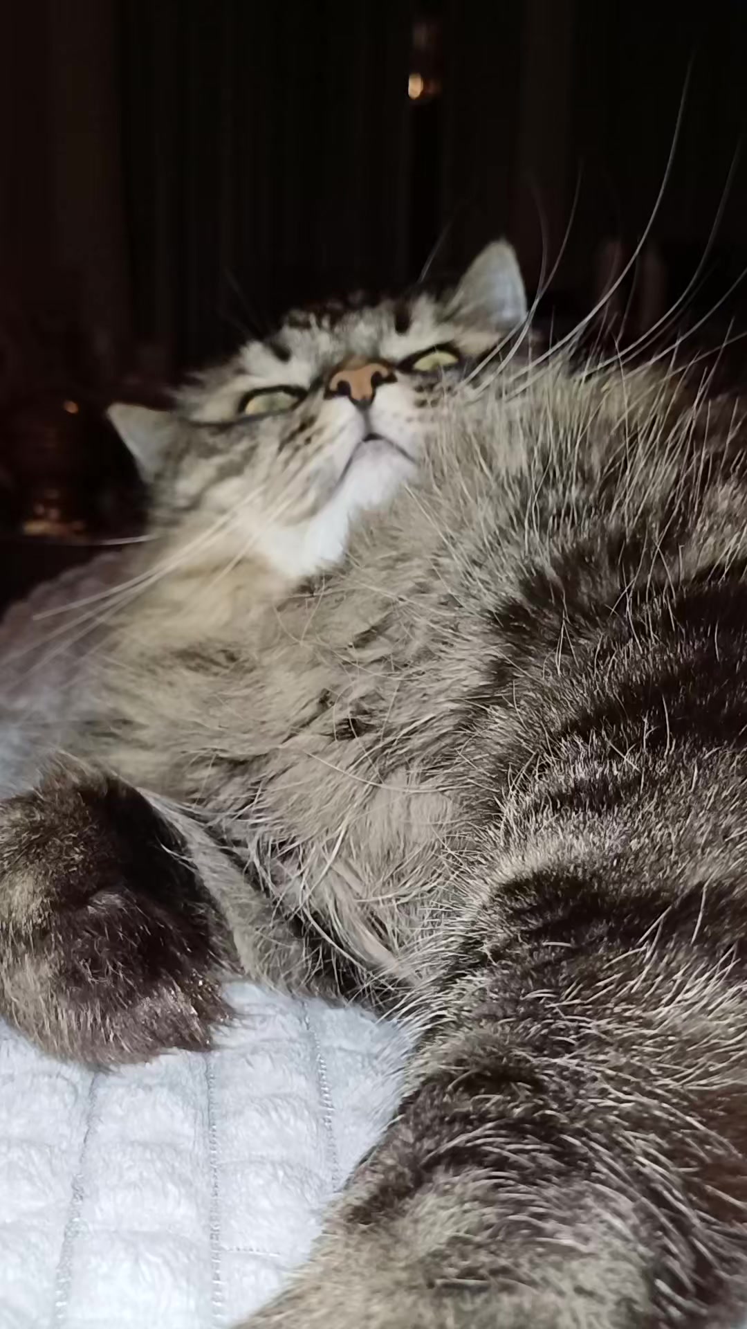 @cat_bayun_