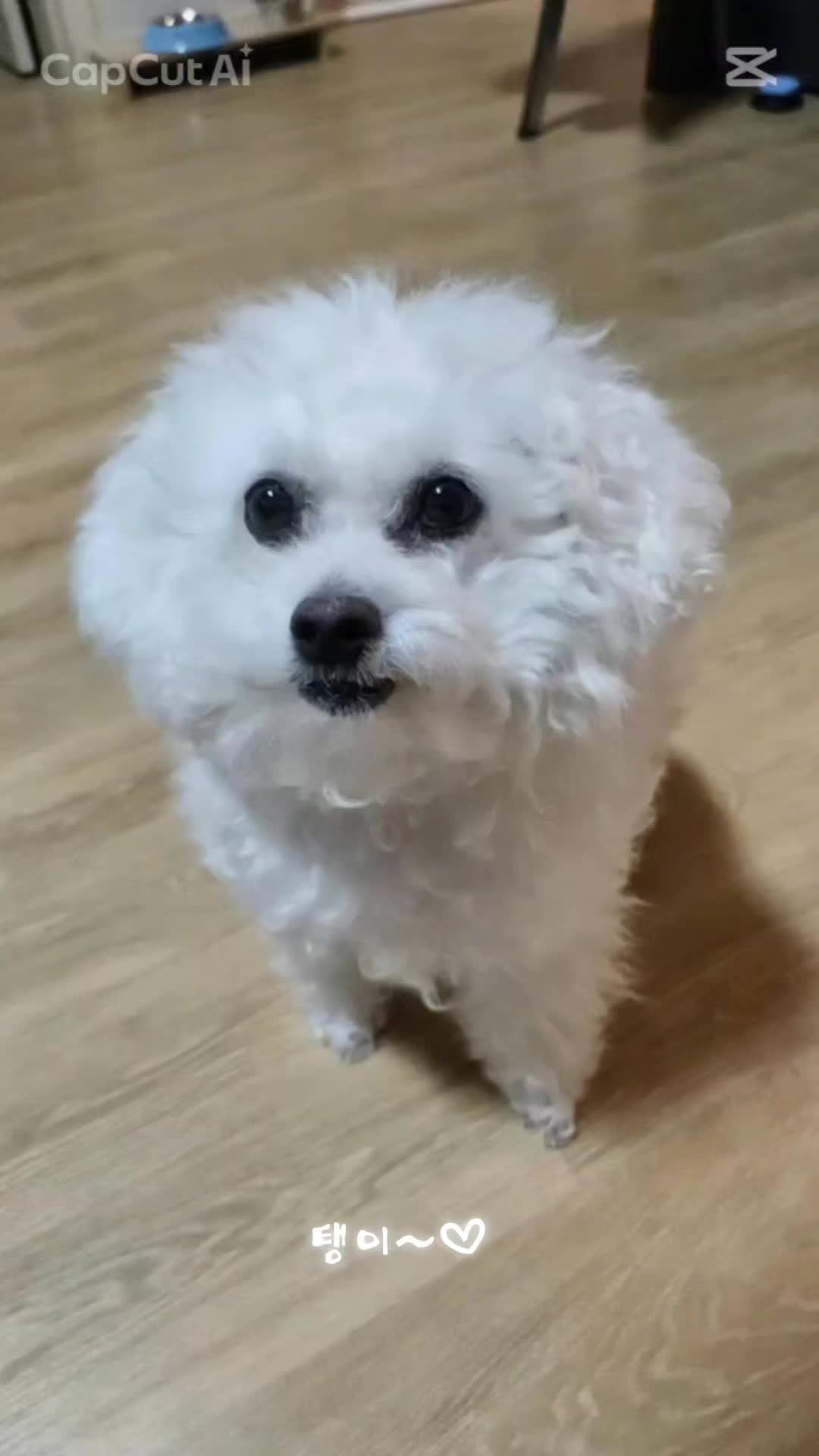 @만두탱이
