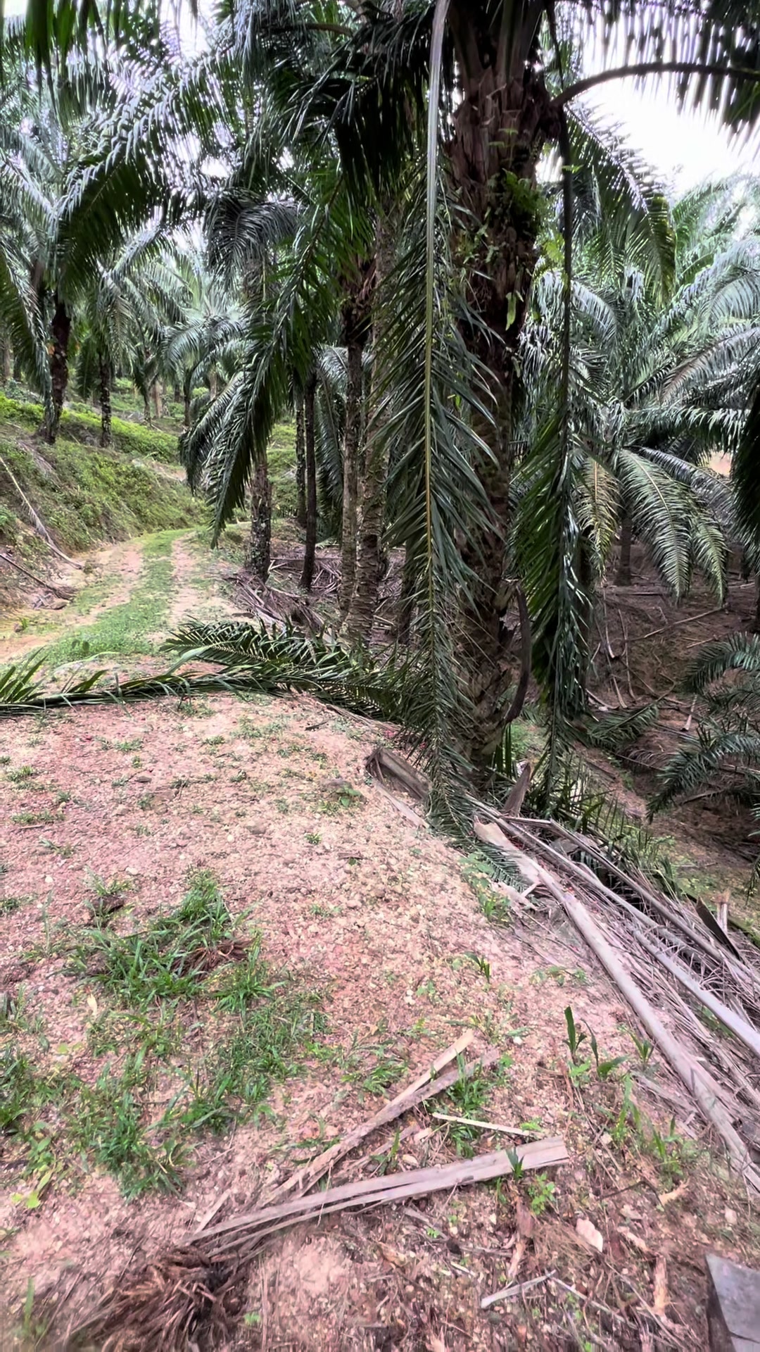 @Harry palm oil