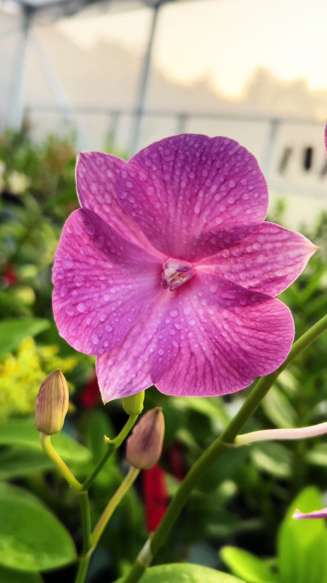 @Anggina Orchid