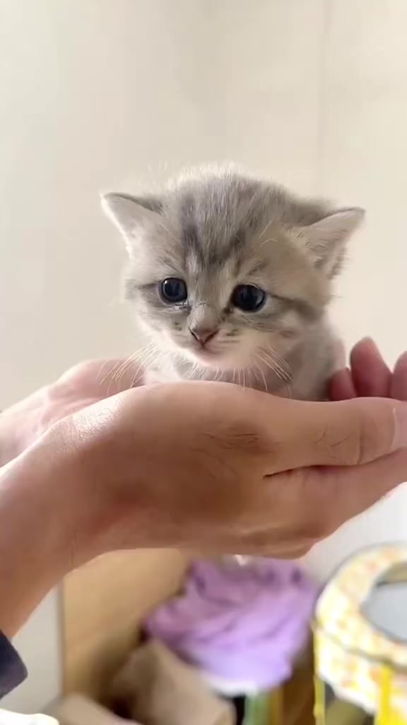@catbosssss