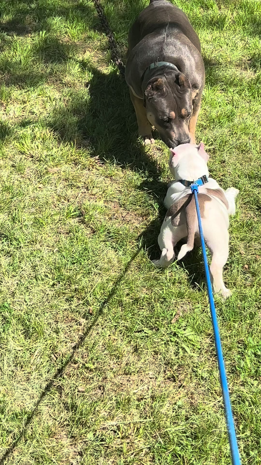 @kingsbullys