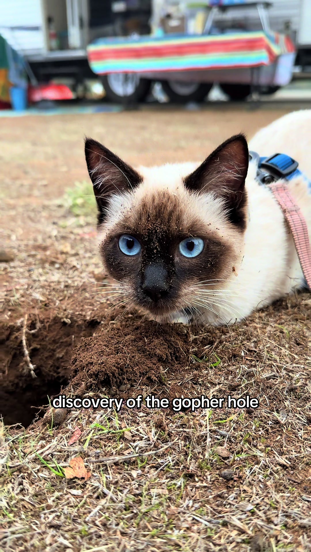 @Miso and Sprout adventures