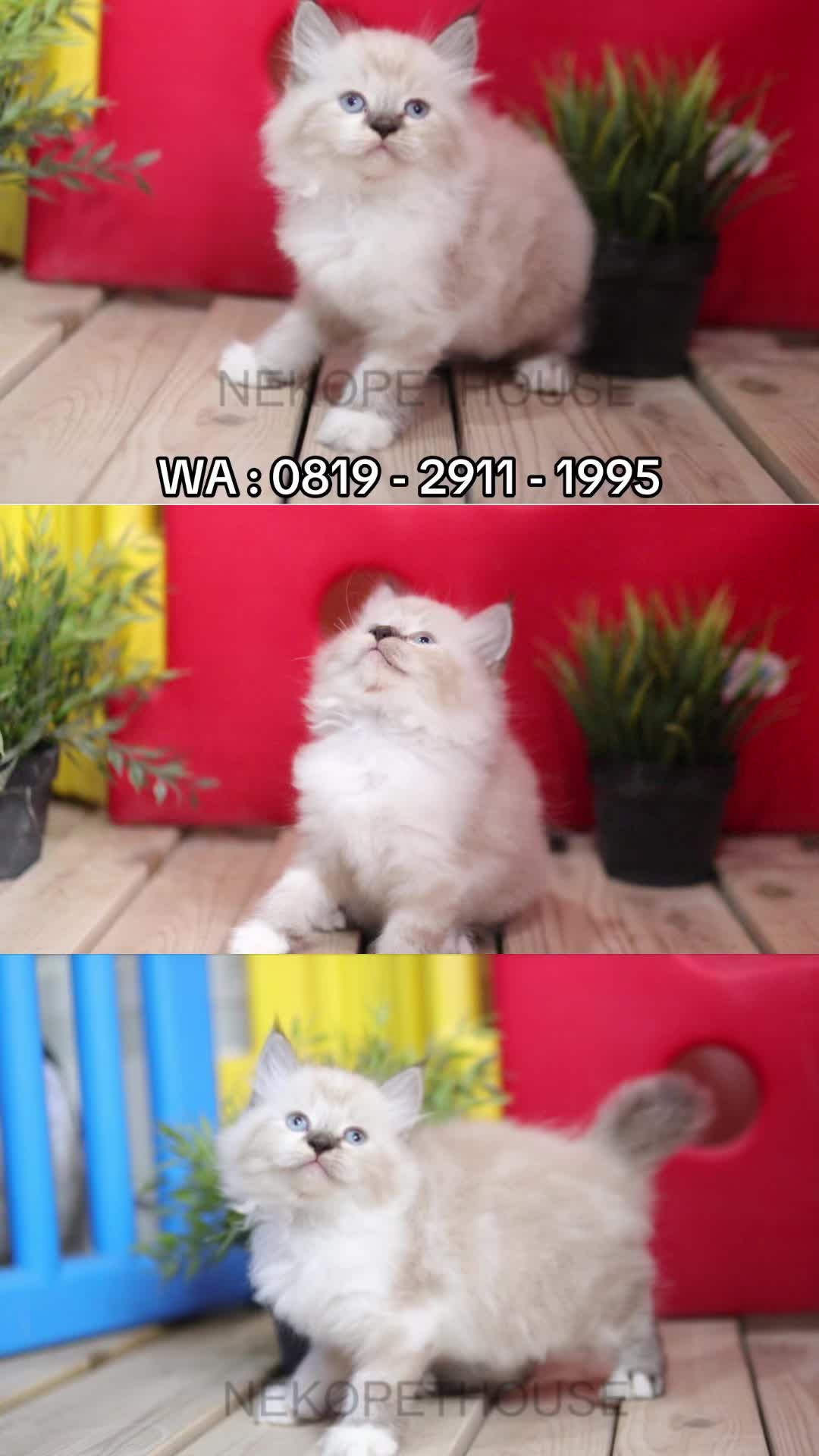 @Nekopethouse - Adopsi Kucing