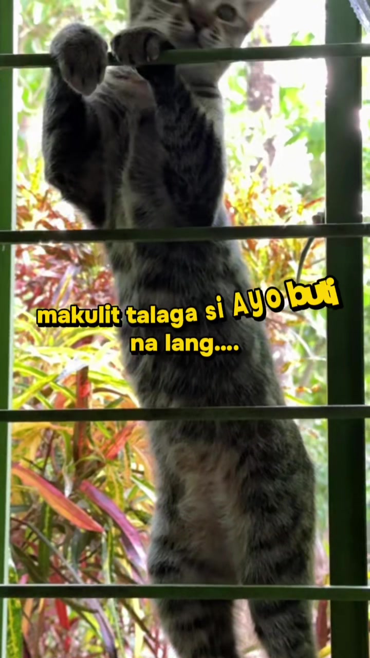 @Ayo’s reco❣️ ️ྀིྀི :)