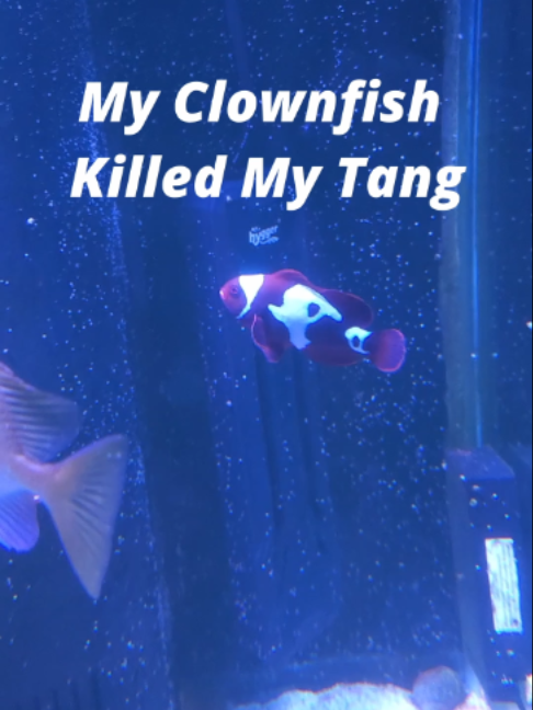 @Mike's Reef Tank