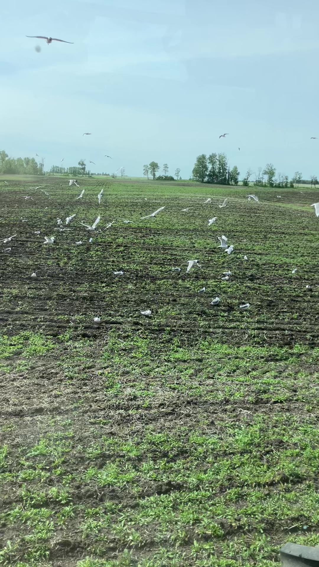 @bf48farmer