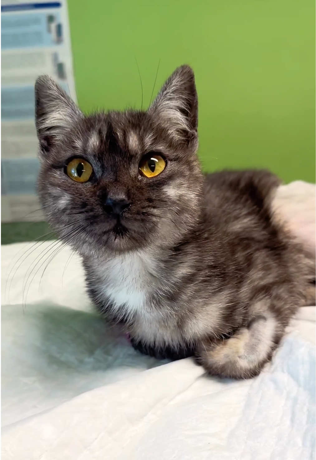 @aria_cats_rescue