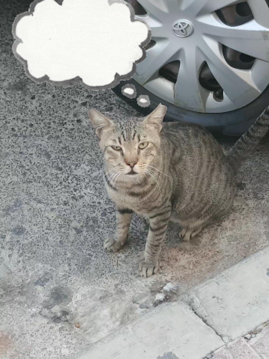 @🐾Feeding Stray Cats Daily🐈⬛