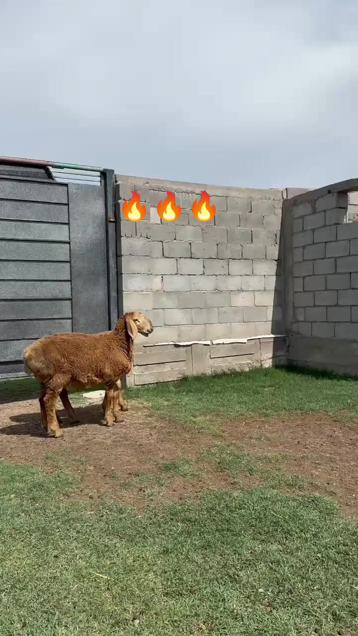 @Рахат