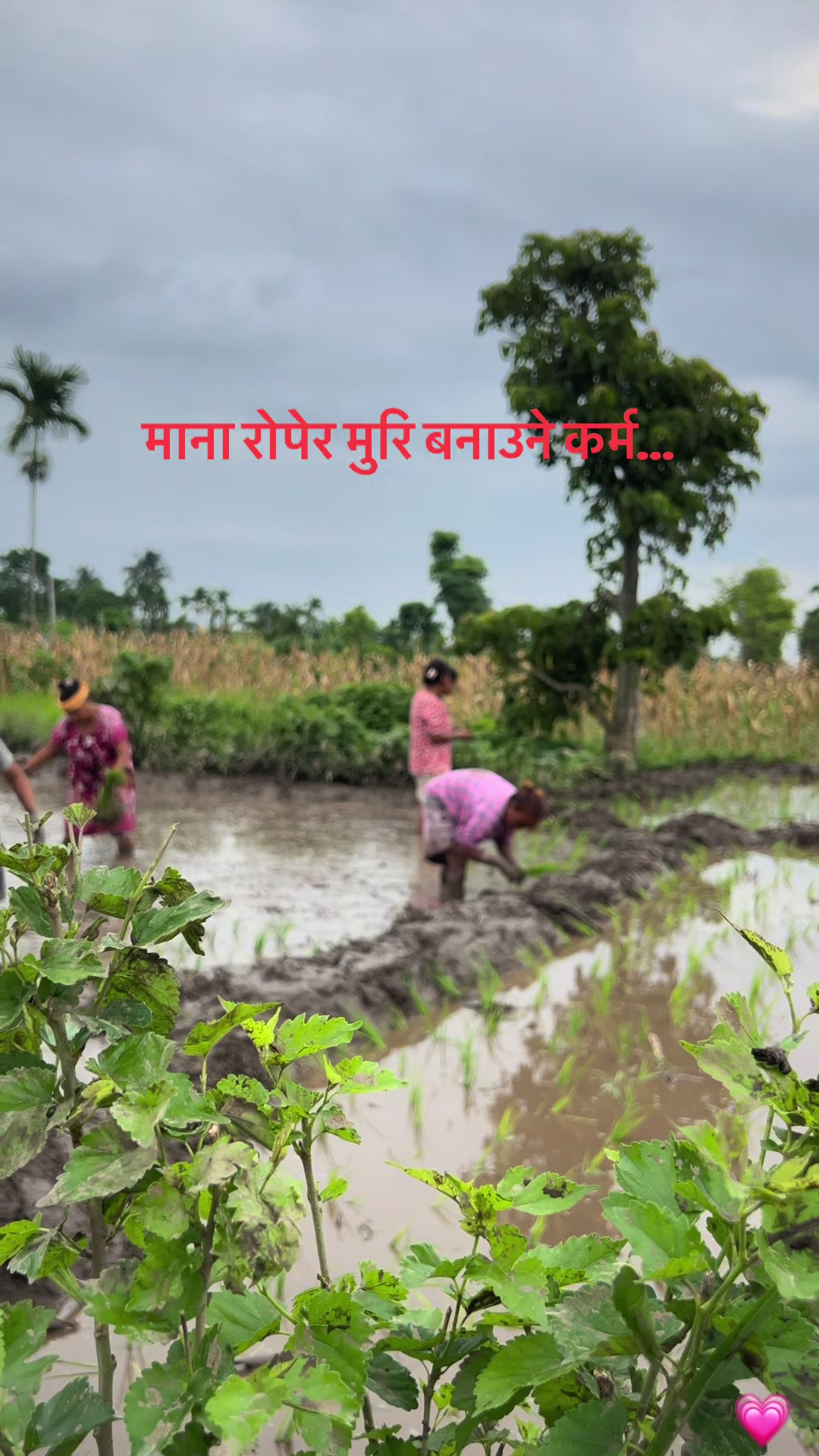 @Chhabi Shrestha