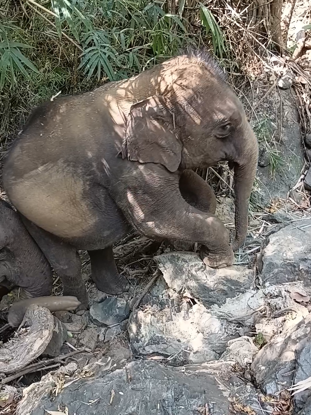 @LuangPrabang Elephant New Home