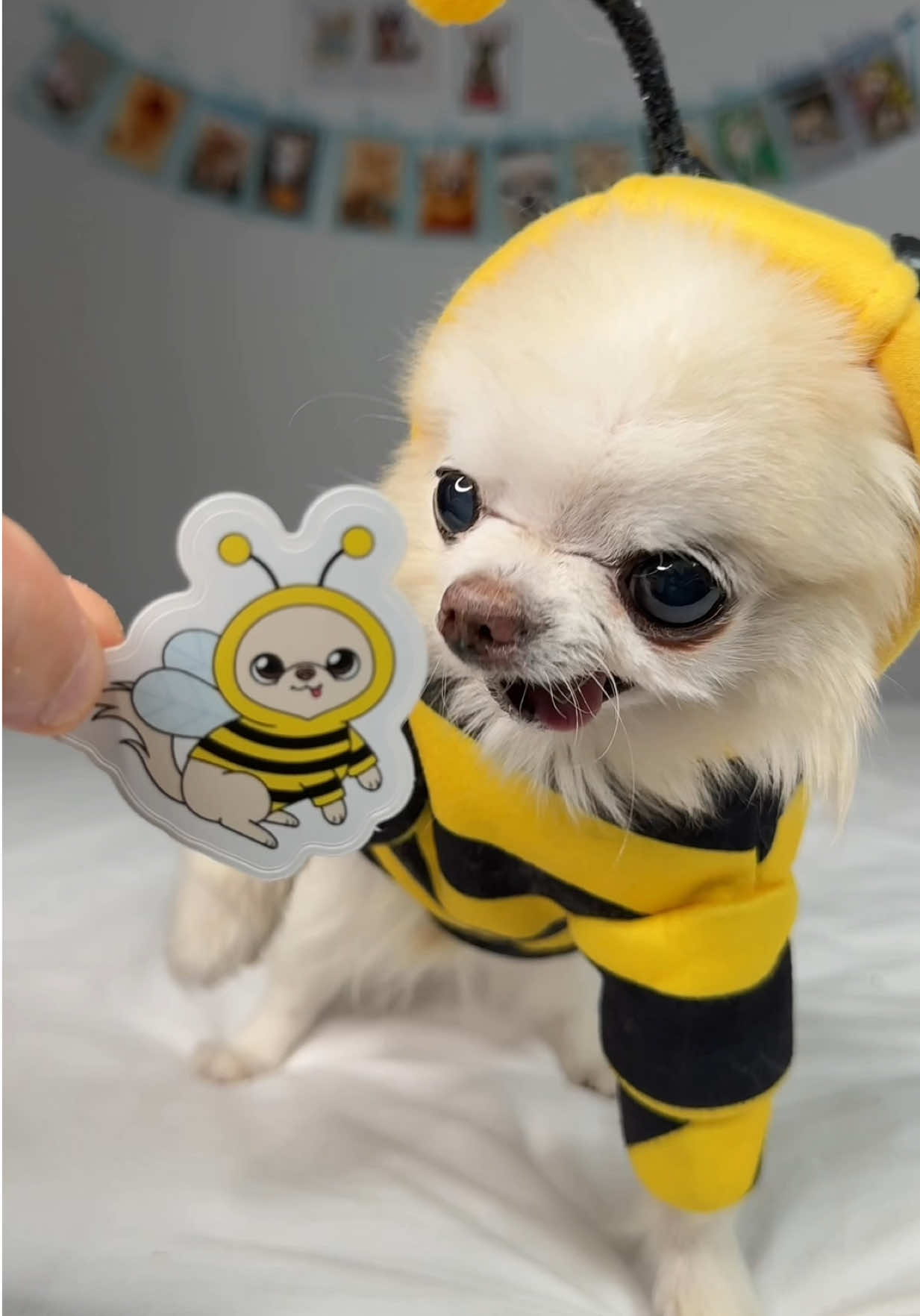 @Tiny Chihuahua Cedric & Maya