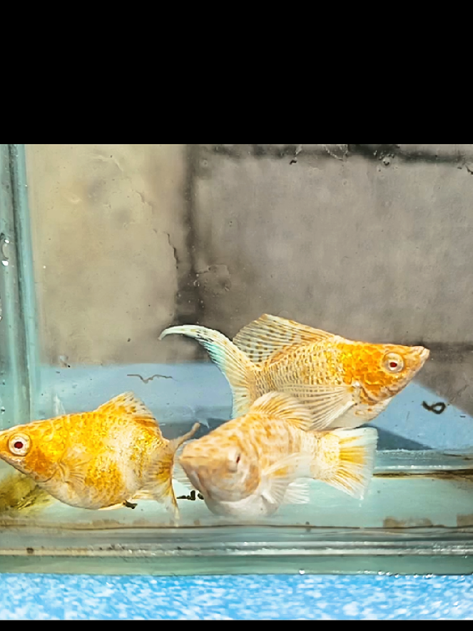 @dexx aquatics