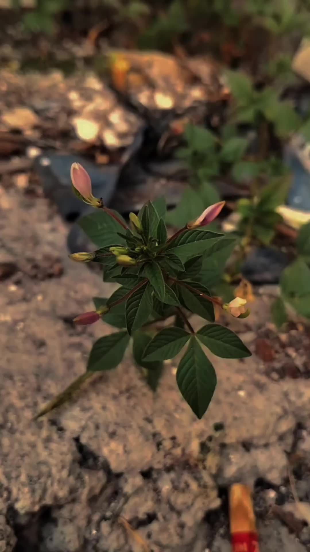 @Merindu🌼