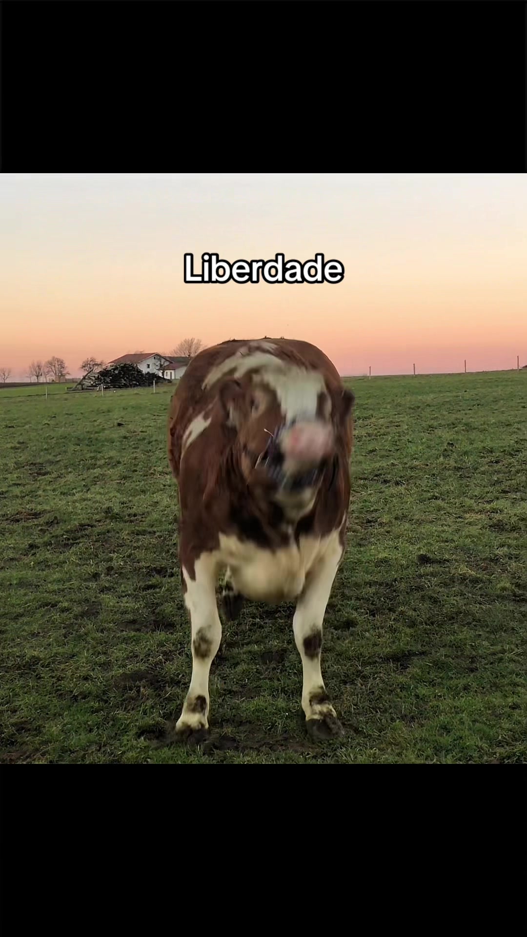 @Carne é cruel