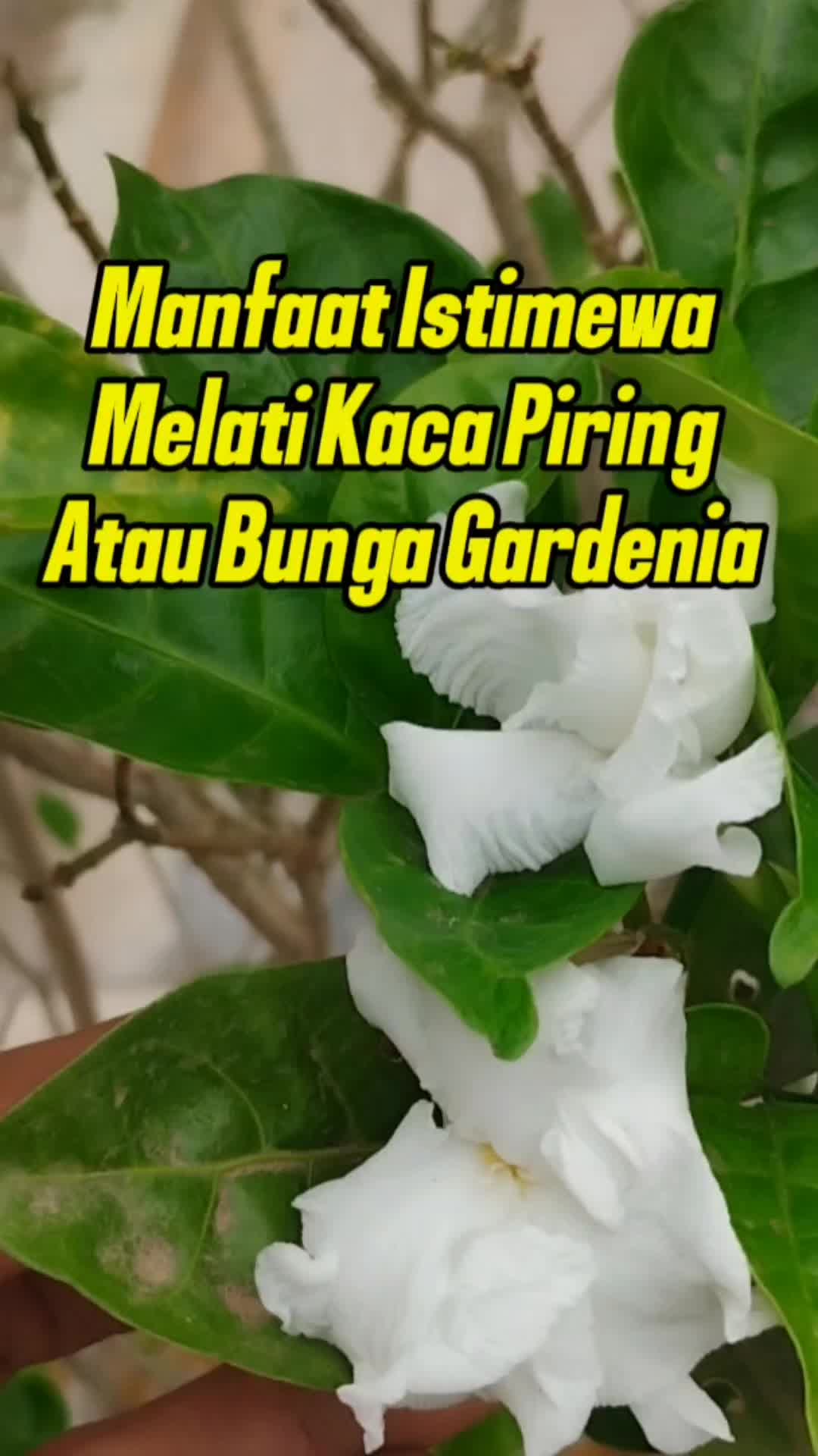 @Bukit Farming