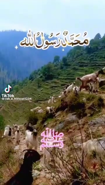 @muhammadyaqoob33721
