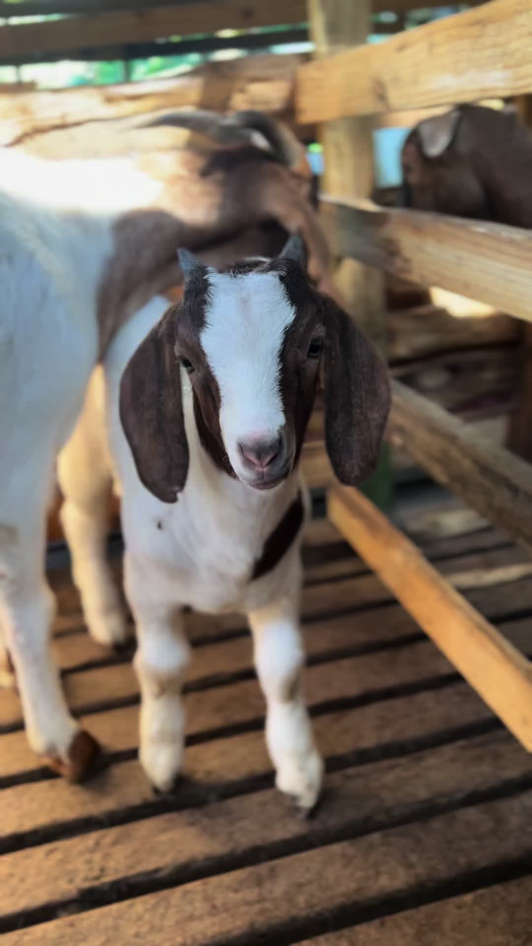 @Da Goat Goddess ✨