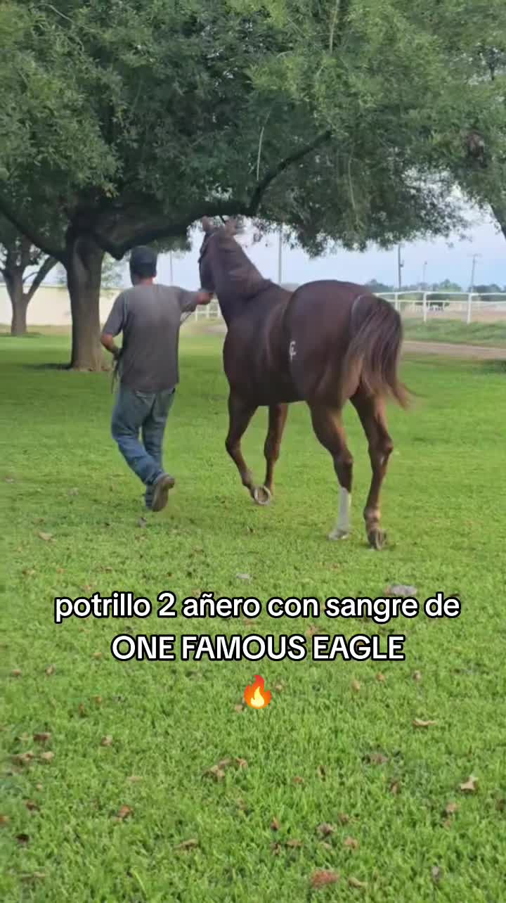 @carriles altos de jalisco🐎