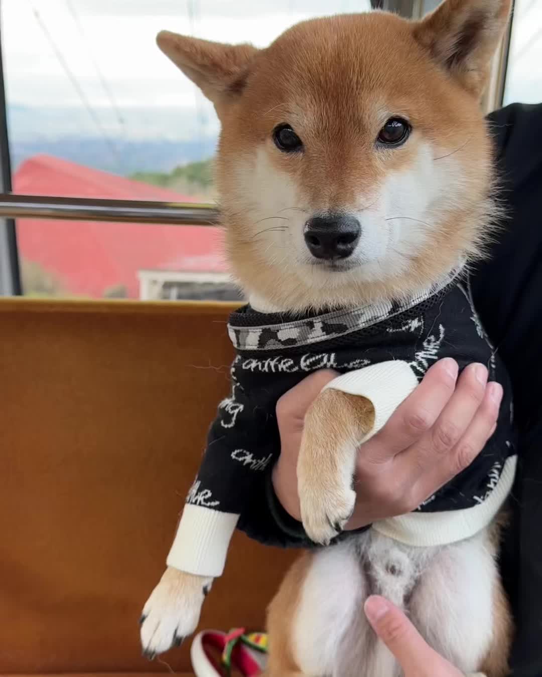 @豆助