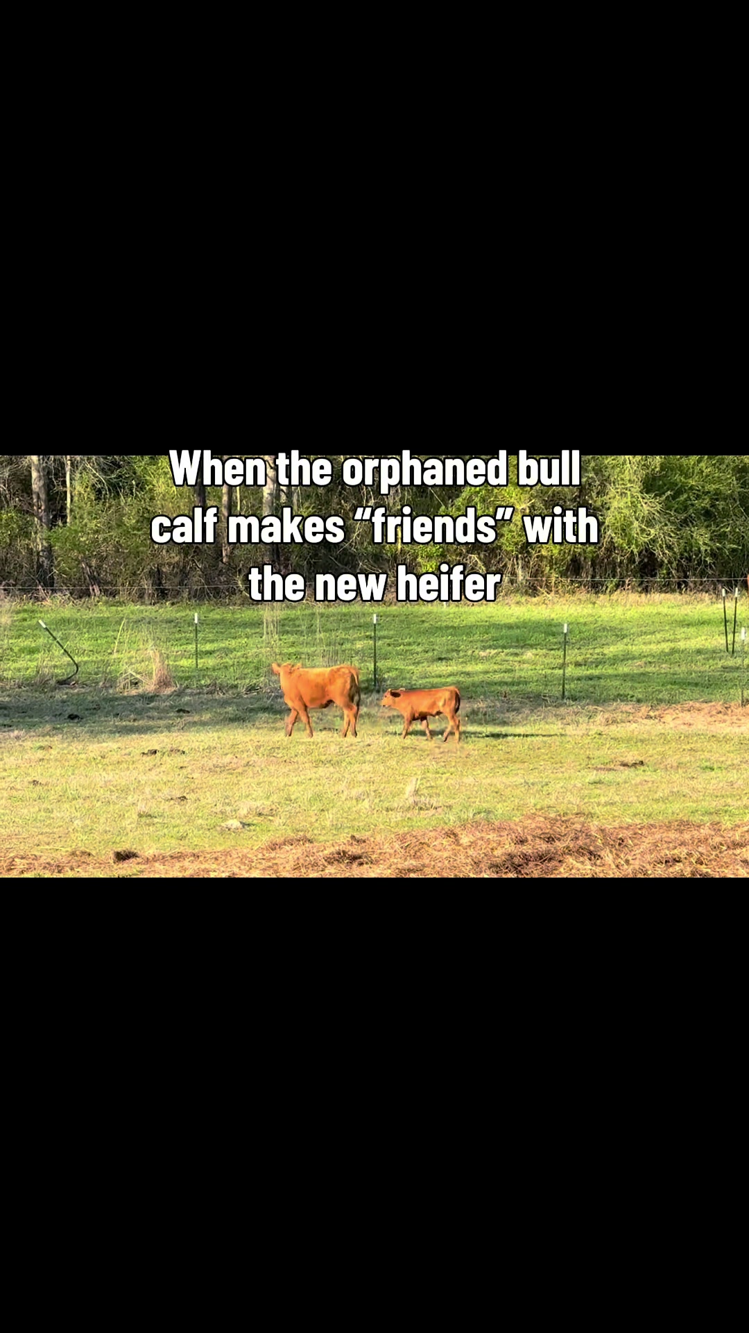 @Flat Rock Cattle Co