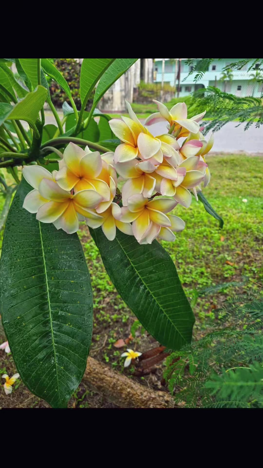 @🥀🥀রাইসা জাহান 🥀🥀