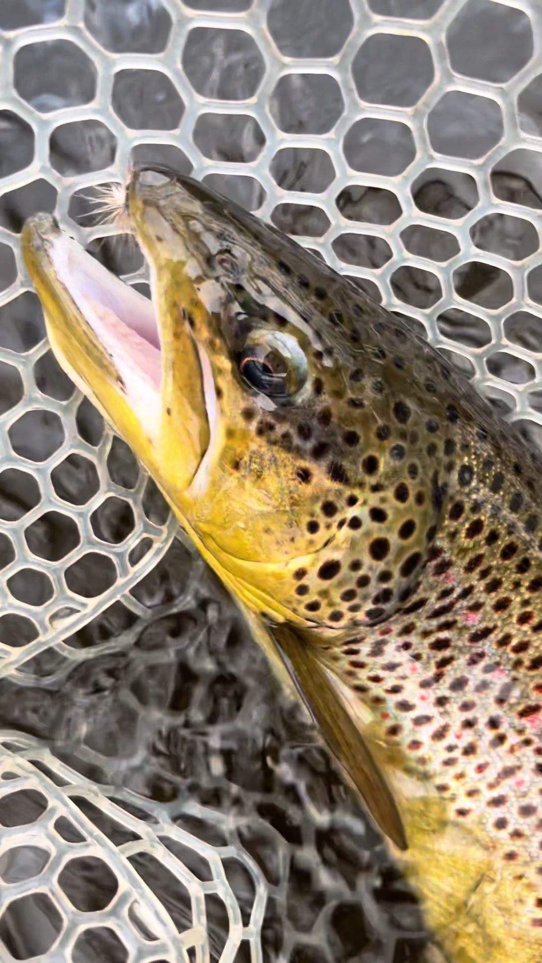 @lucky.hat.fly.fishing