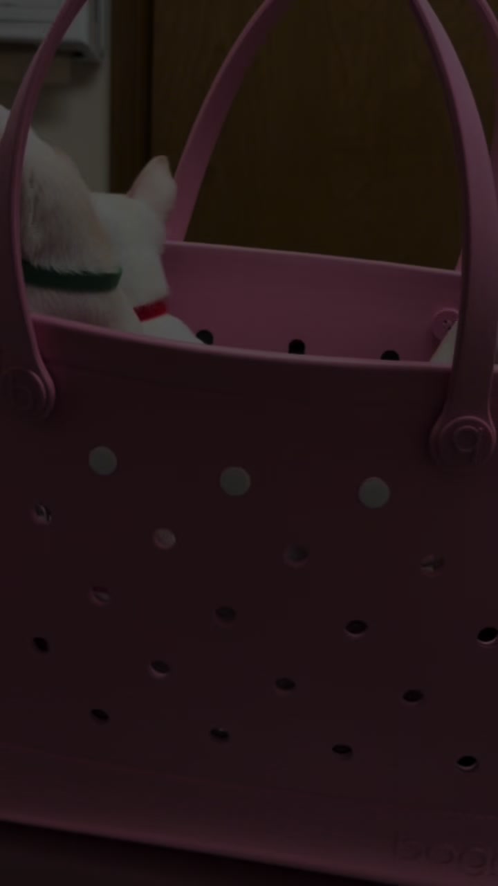 @chihuahuasbabies