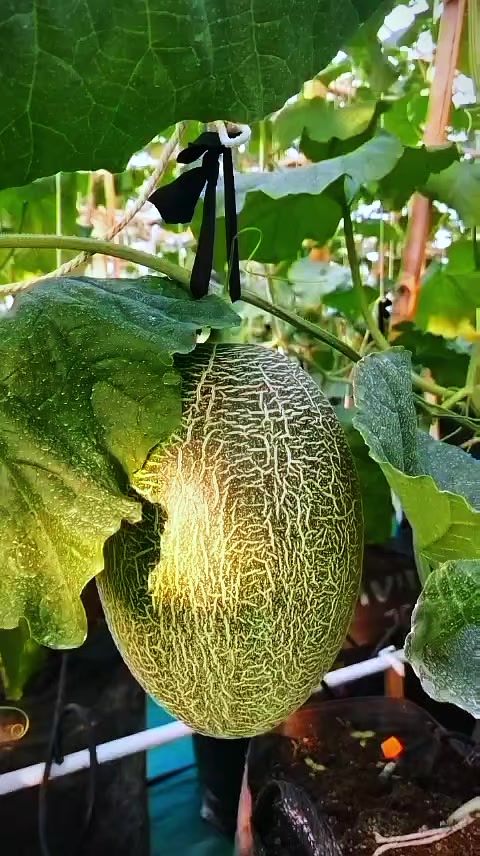 @D.kingfarm
