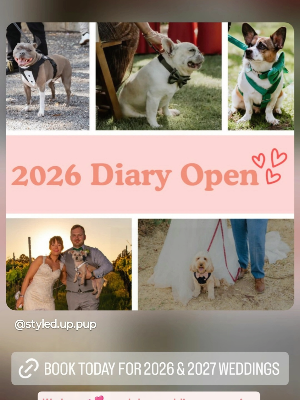 @Maddie Holmes Styled Up Pup