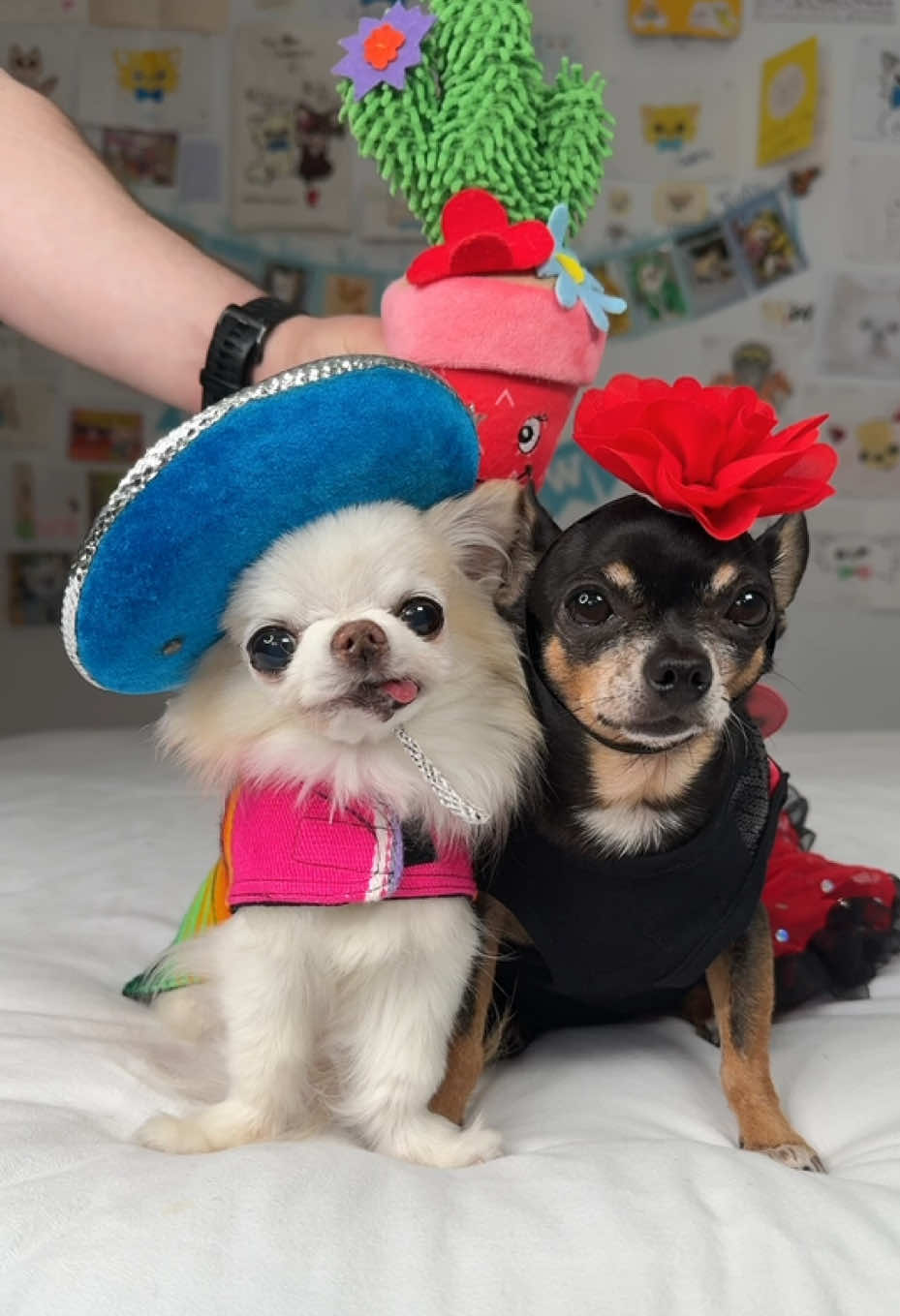 @Tiny Chihuahua Cedric & Maya