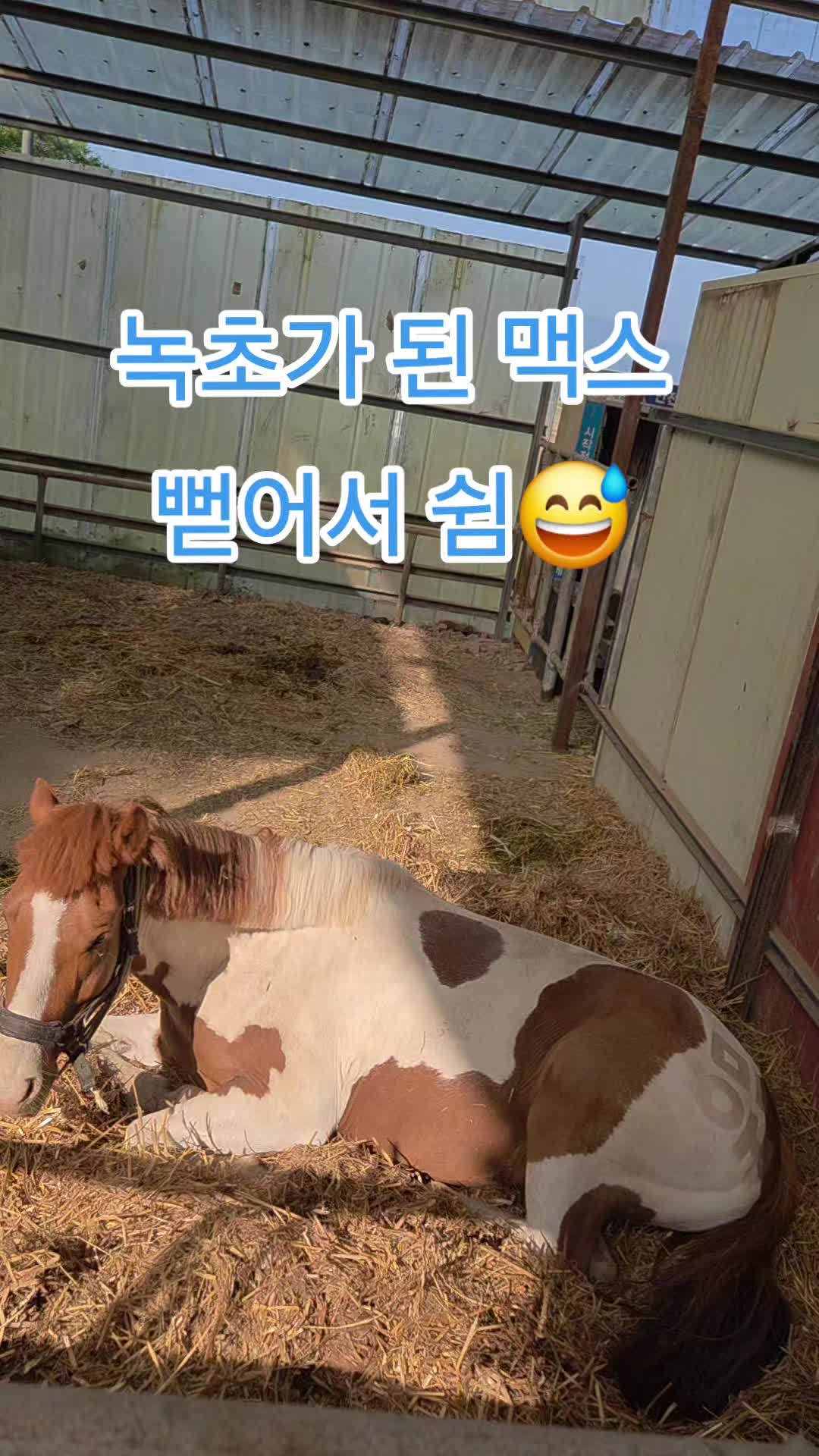 @말타는피부원장🐎김미애🐎
