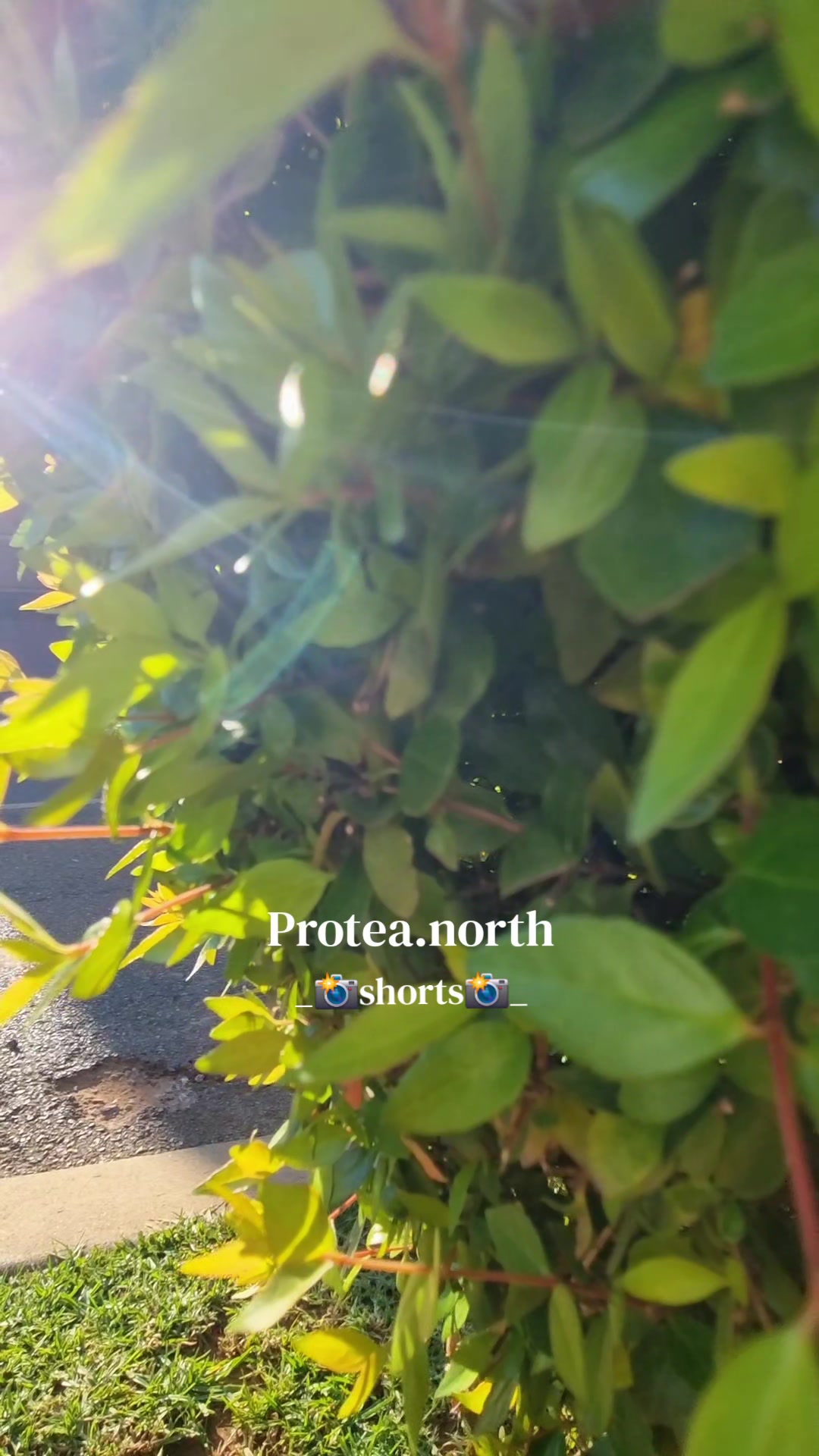 @Protea.north_shorts_