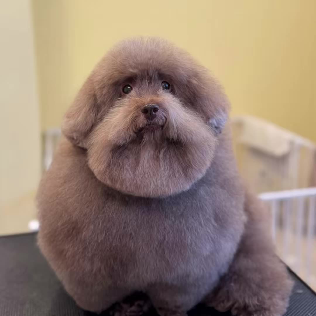 @livelovescoobert