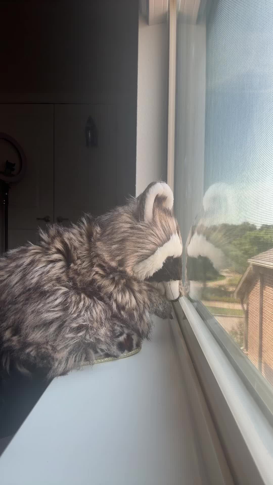 @Cookie 🍪 🦝