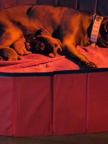 @BOOTHEEL CANE CORSO