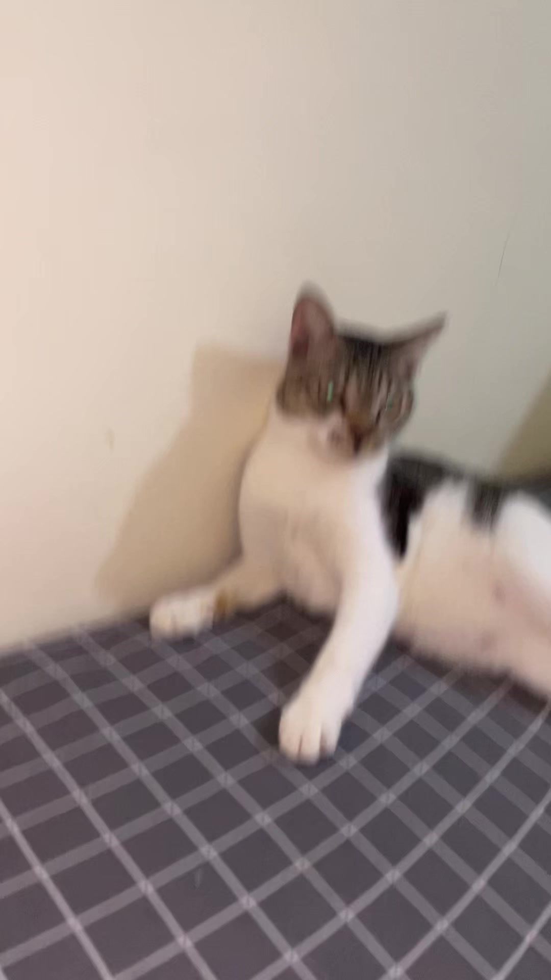 @three_muscateers