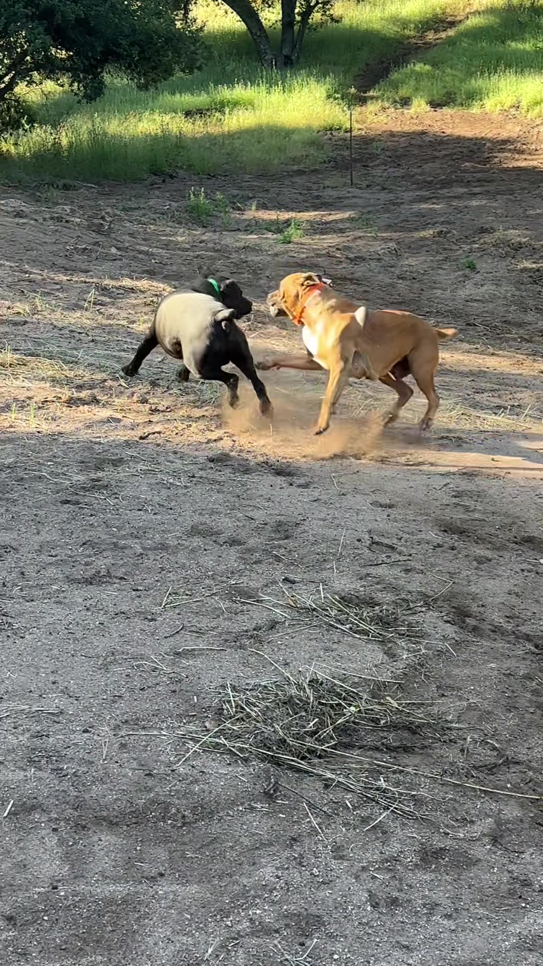 @Bigfoot Boerboels