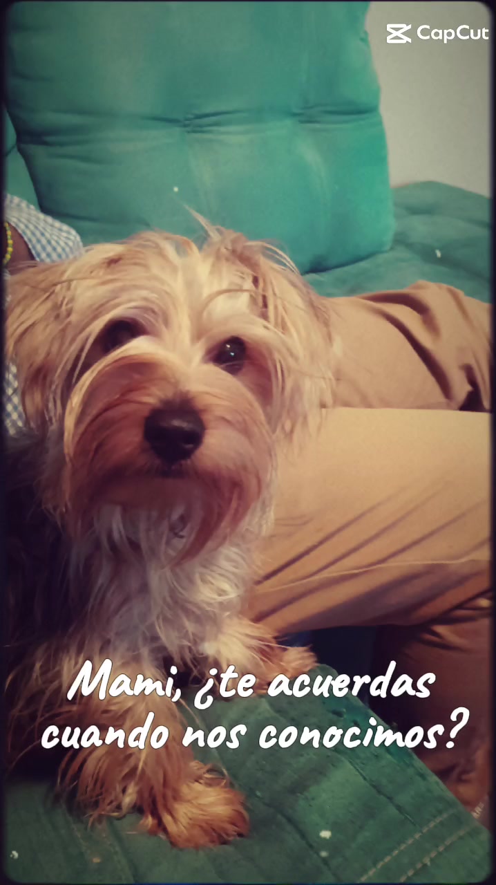 @Eddie the yorkie 😘🐶