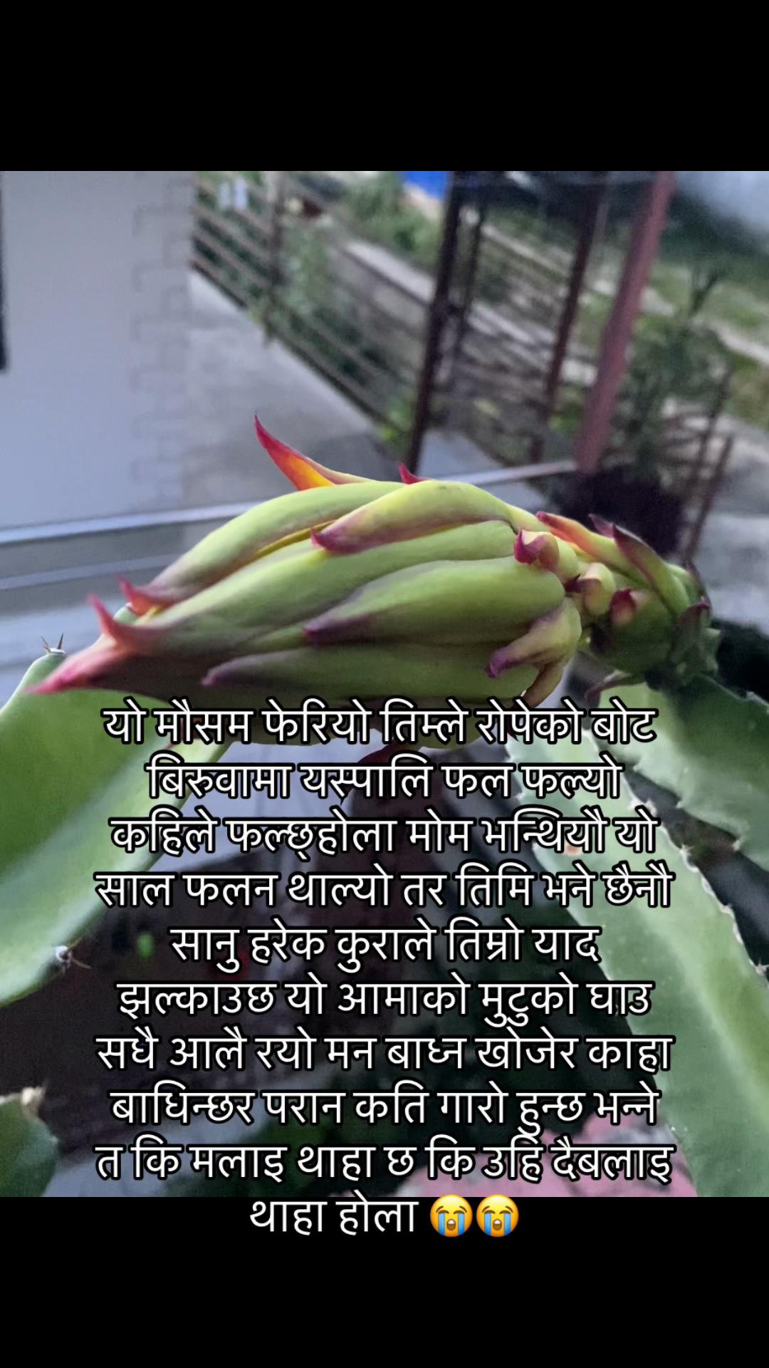 @Saru Regmi