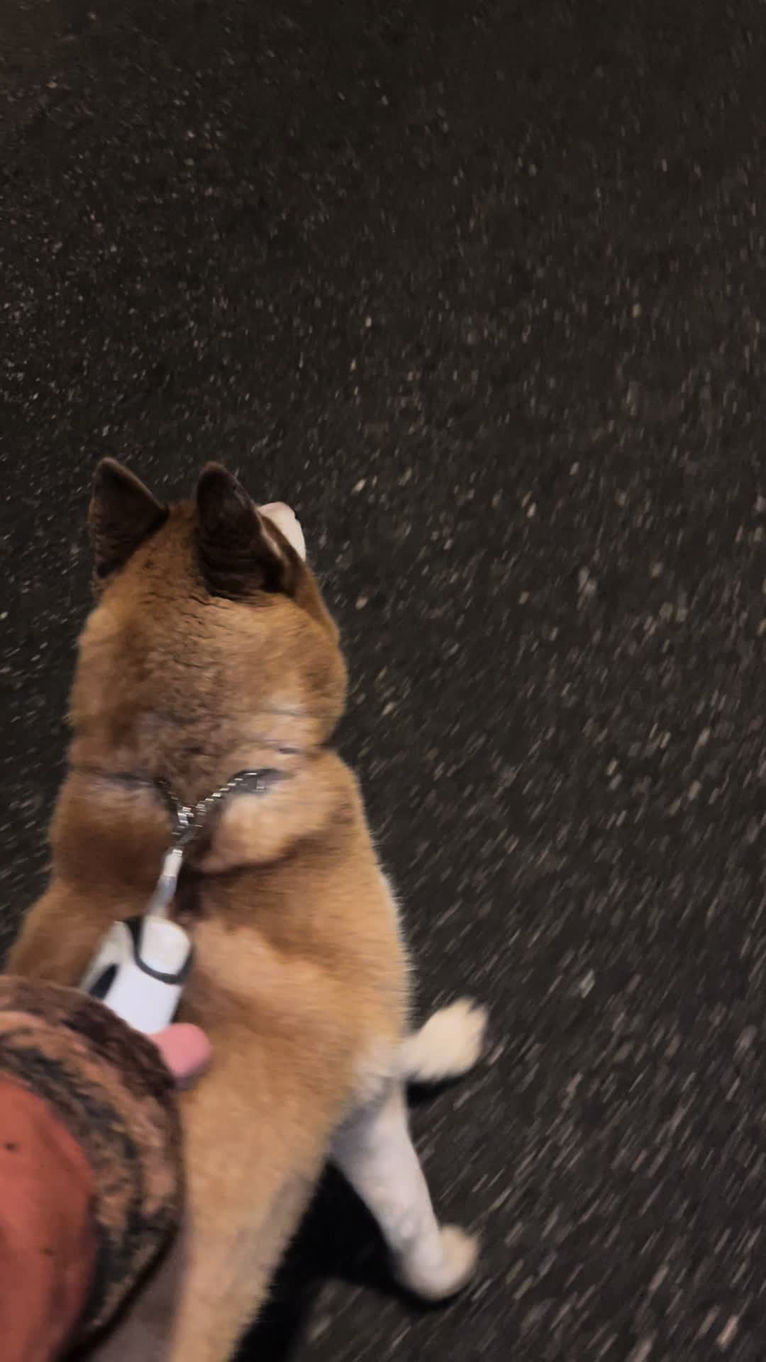 @lbella_Huskyy