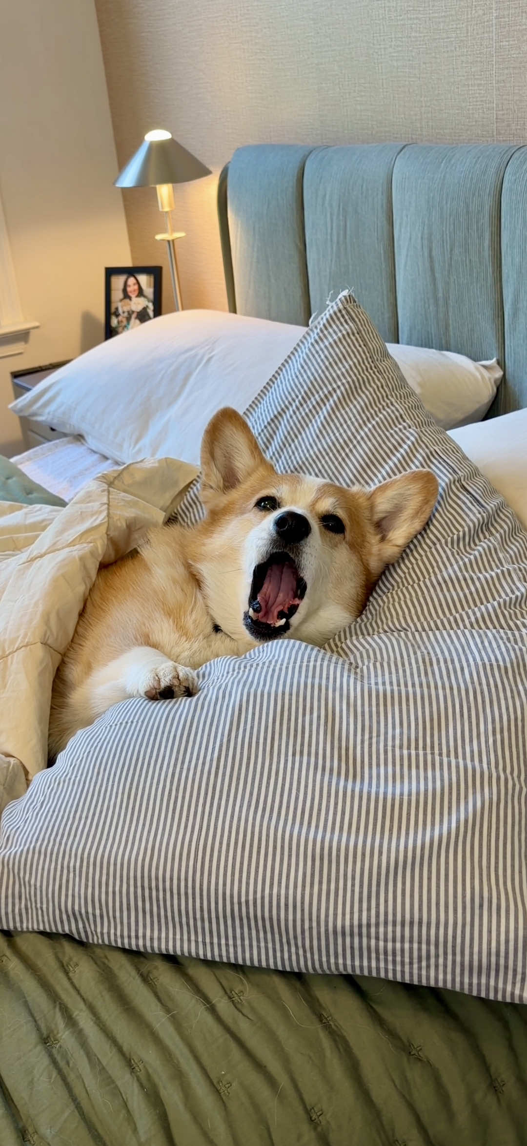 @Hammy & Olivia Corgi