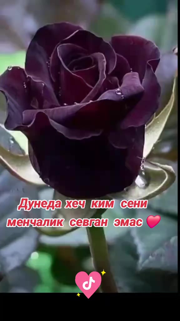 @๐๐๐Dilbar๐๐๐